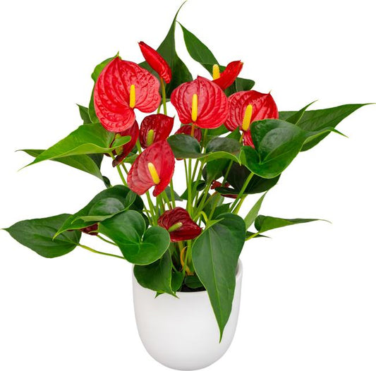 Anthurium rote Blume,Pflanzen,Bloomera