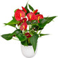 Anthurium rote Blume,Pflanzen,Bloomera