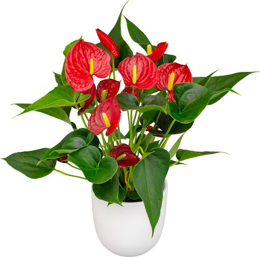 Anthurium rote Blume,Pflanzen,Bloomera