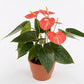 Anthurium rote Blume,Pflanzen,Bloomera