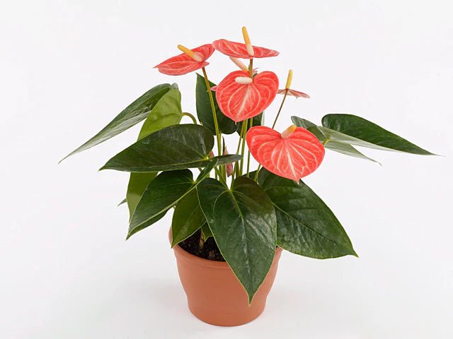 Anthurium rote Blume,Pflanzen,Bloomera