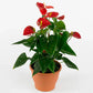 Anthurium rote Blume,Pflanzen,Bloomera