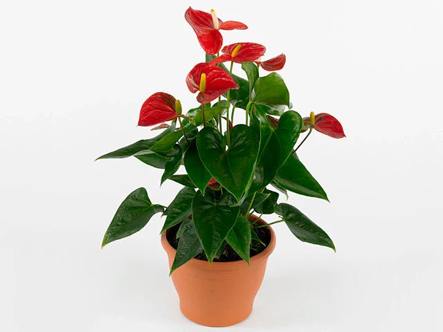 Anthurium rote Blume,Pflanzen,Bloomera