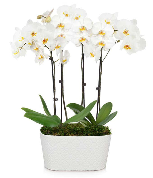 Exclusive 4 Stamm Orchidee,Pflanzen,Bloomera