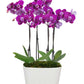 Lila Orchidee,Pflanzen,Bloomera