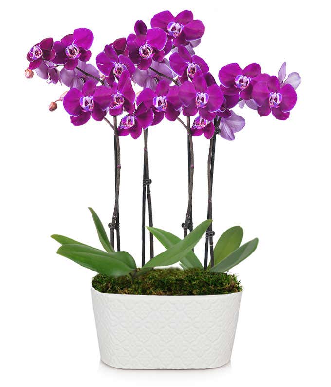 Lila Orchidee,Pflanzen,Bloomera