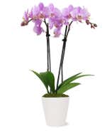 Lila Orchidee,Pflanzen,Bloomera