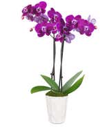 Lila Orchidee,Pflanzen,Bloomera