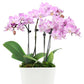 Lila Orchidee,Pflanzen,Bloomera