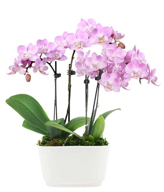 Lila Orchidee,Pflanzen,Bloomera