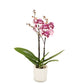 Orchidee 3 - Trieber Phalaenopsis,Pflanzen,Bloomera