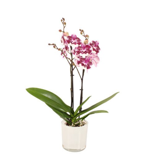 Orchidee 3 - Trieber Phalaenopsis,Pflanzen,Bloomera