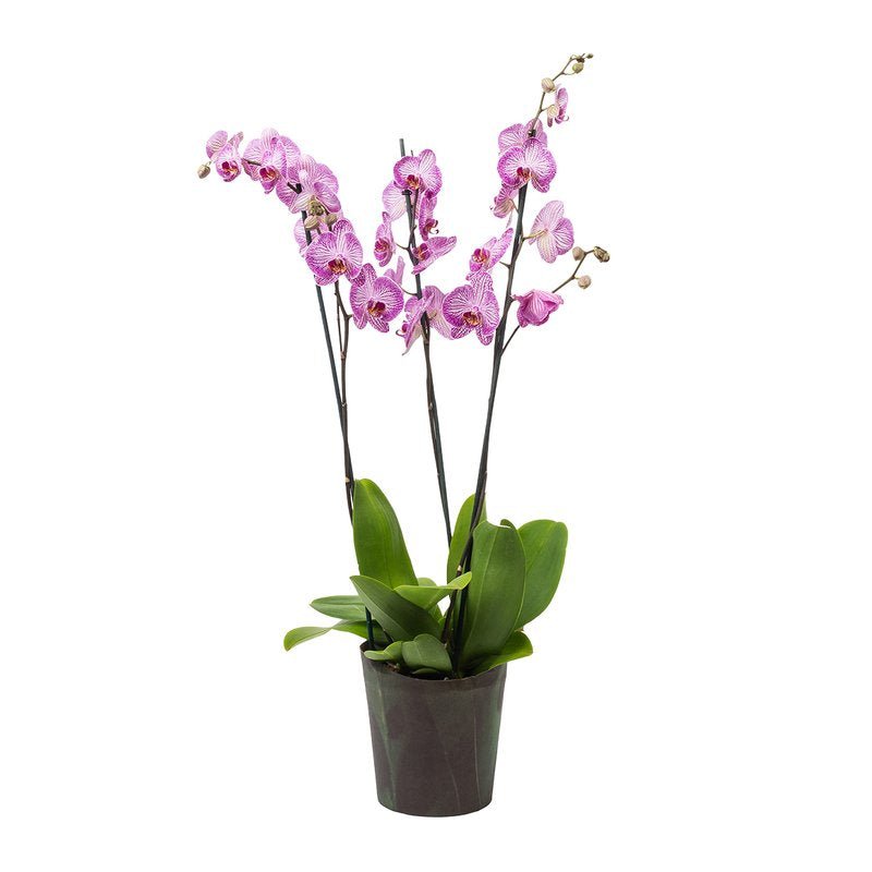 Orchidee 3 - Trieber Phalaenopsis,Pflanzen,Bloomera