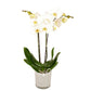 Orchidee 3 - Trieber Phalaenopsis,Pflanzen,Bloomera