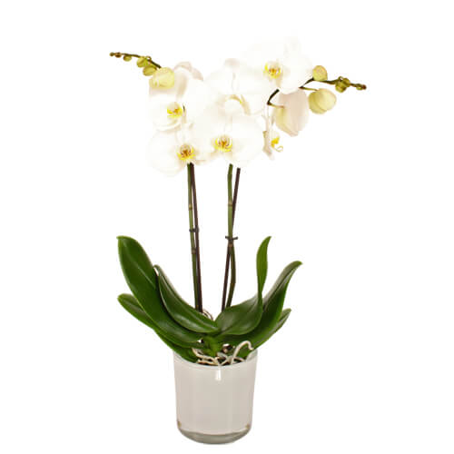 Orchidee 3 - Trieber Phalaenopsis,Pflanzen,Bloomera