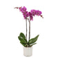 Orchidee 3 - Trieber Phalaenopsis,Pflanzen,Bloomera