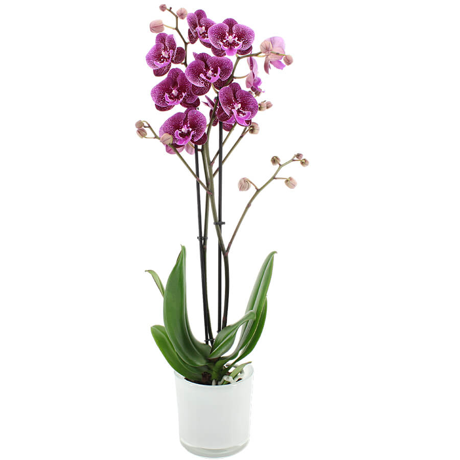 Orchidee 3 - Trieber Phalaenopsis,Pflanzen,Bloomera