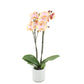 Orchidee 3 - Trieber Phalaenopsis,Pflanzen,Bloomera