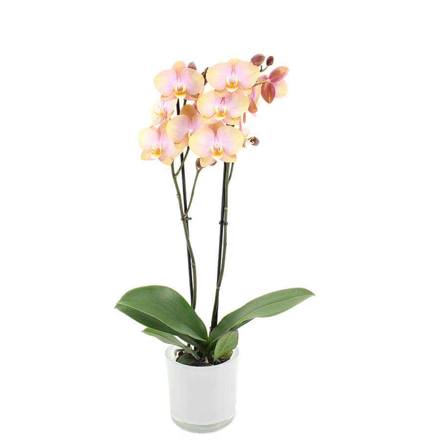 Orchidee 3 - Trieber Phalaenopsis,Pflanzen,Bloomera