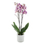 Orchidee 3 - Trieber Phalaenopsis,Pflanzen,Bloomera