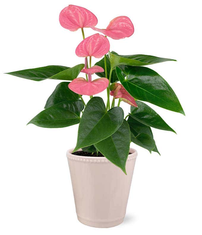 Rosa Anthurium Pflanze,Pflanzen,Bloomera