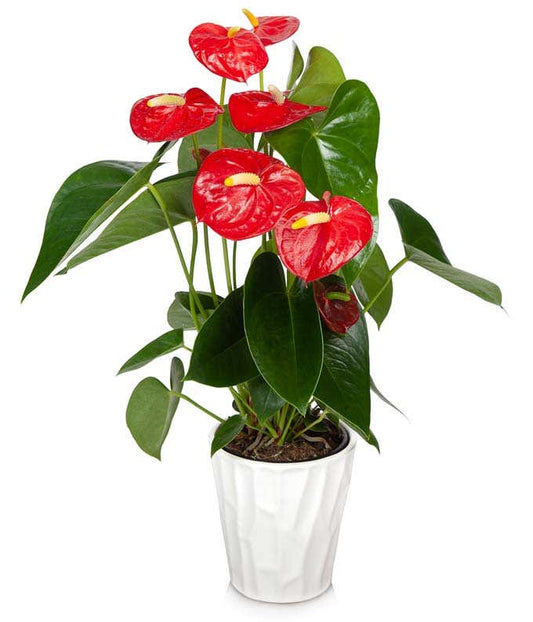 Rote Anthurium Pflanze,Pflanzen,Bloomera