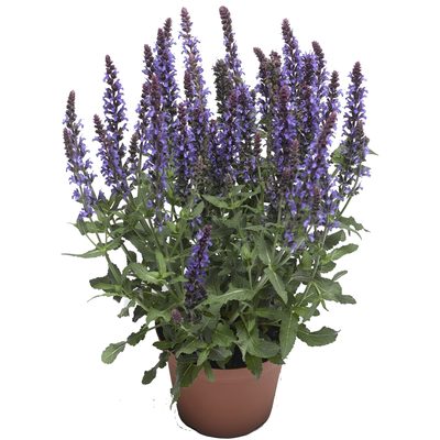 Salbei Violett,Pflanzen,Bloomera