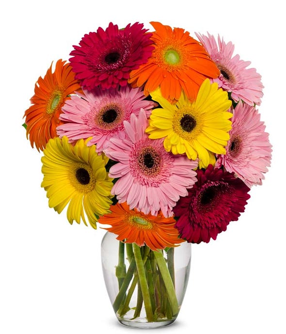 Stunning Gerbera Bouquet,Strauß,Bloomera