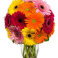 Stunning Gerbera Bouquet,Strauß,Bloomera