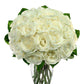 White Roses,,Bloomera